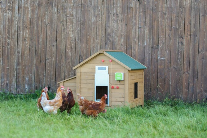 Ensemble porte poulet automatique 30x40cm