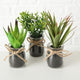 Boltze home sukkulente en pot ø10x17cm plante artificielle