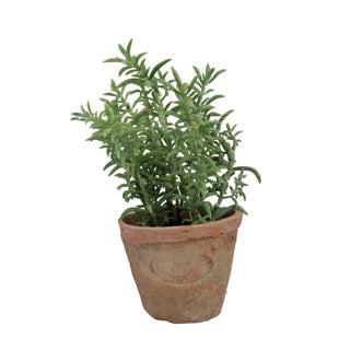 THYME DE CONCEPTION ESSCHERT EN POT TERRACATTA AGED