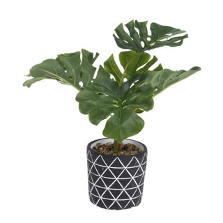 Plante de 32 cm de haut en ciment pot