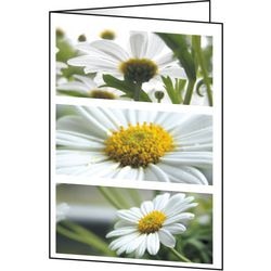 Cartes de vœux Sigel DC171 fleurs universelles 220 g m² assorties 25 pièces