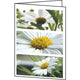Cartes de vœux Sigel DC171 fleurs universelles 220 g m² assorties 25 pièces
