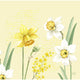 Serviettes Duni jonquille printanière 12 pièces 40 x 40 cm | 12 pièces