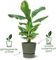 Elho greenville round 20 - pot de fleur d'extérieur avec réservoir d'eau - 100% plastique recyclé - ø 19,5 x h 18,4 cm - blanc