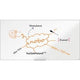 Tableau blanc Imp nobo ression pro 1915400