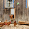 Ensemble porte poulet automatique 30x40cm