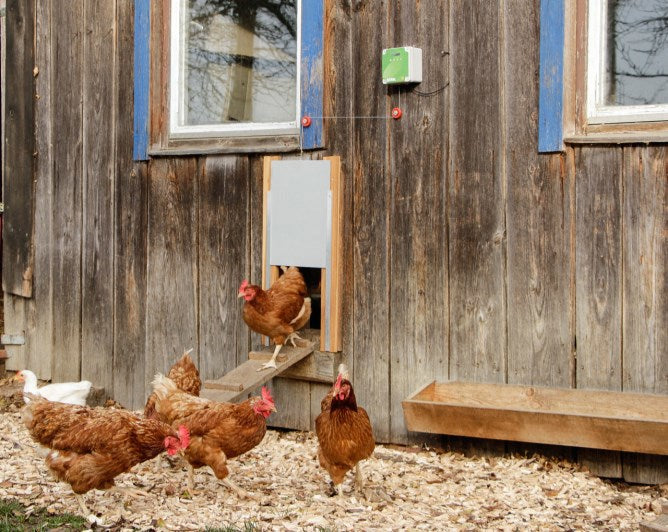 Ensemble porte poulet automatique 30x40cm
