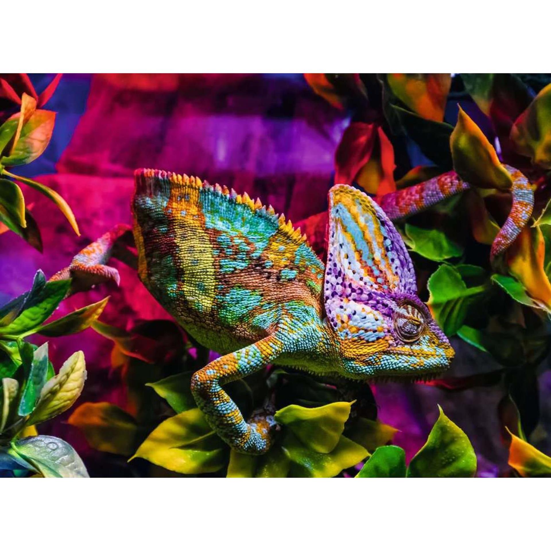 Ravensburger puzzle des animaux colorés Chameleon, 500e.