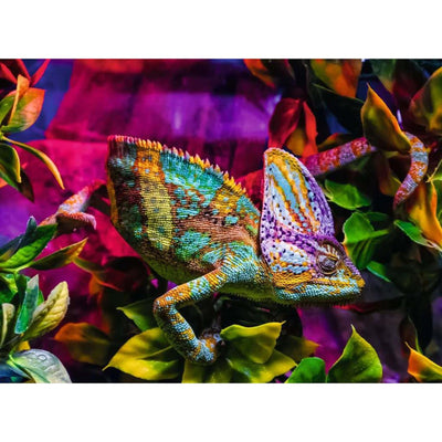 Ravensburger puzzle des animaux colorés Chameleon, 500e.