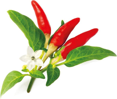 Click grow click grow recharge piment rouge 3 pièces