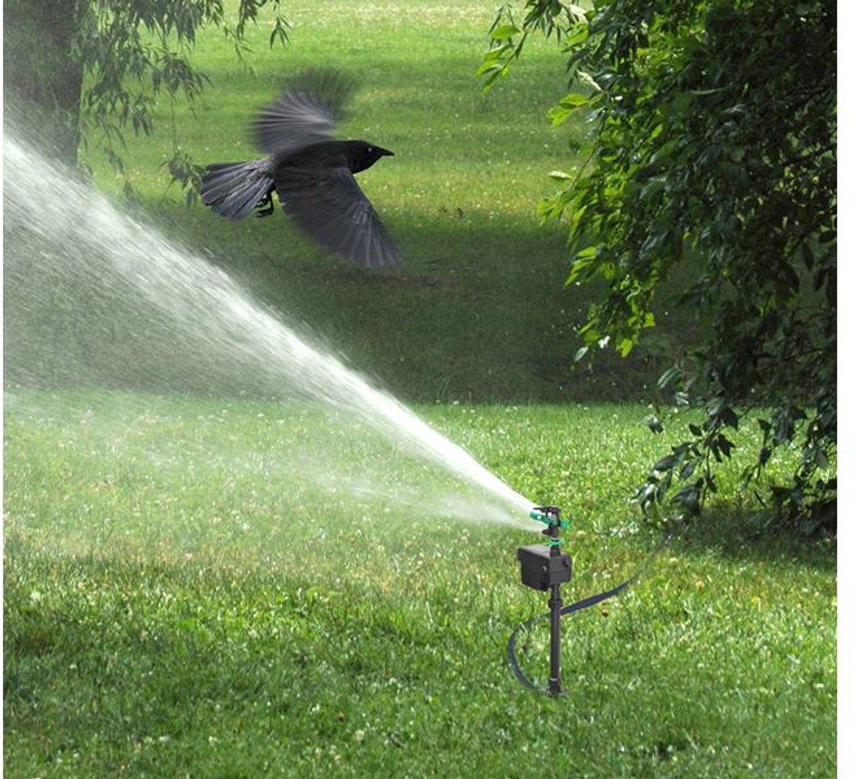 Splash Splash Water Sprayer Ladybug