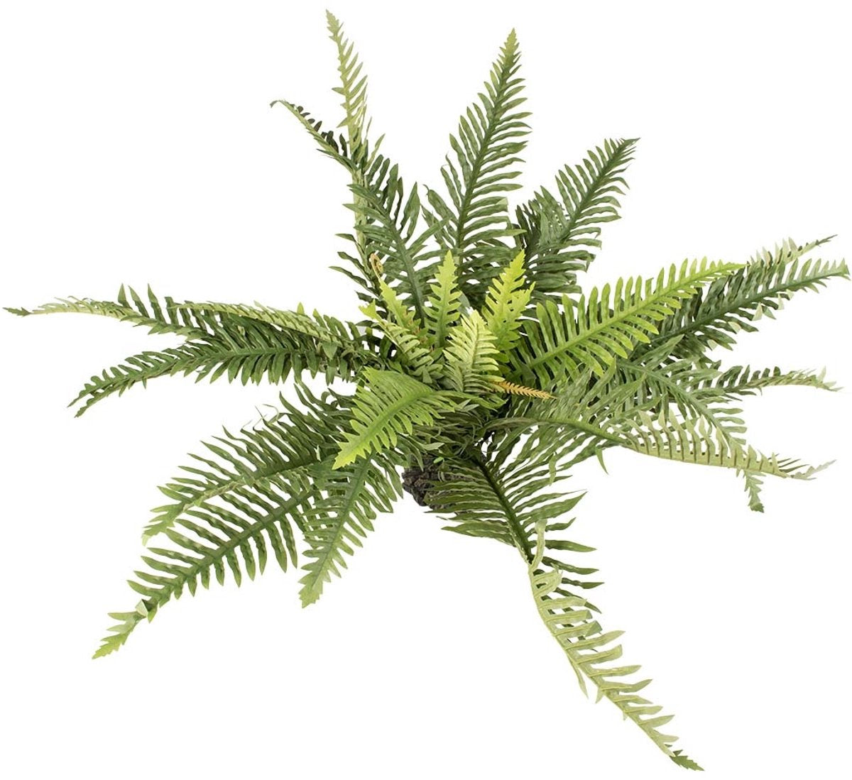 Terra della aqua d'ella plante artificielle fougère verte