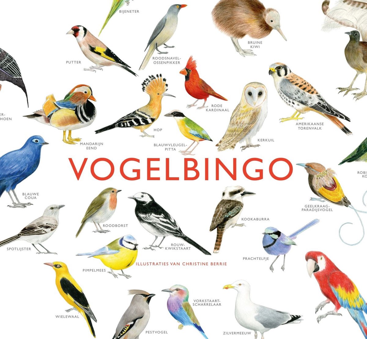 Bingo des oiseaux Cosmos