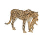 Femme de guépard faunique mojo avec Cub 387167