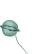 Bulbe d'herbes Kela petit - | prof