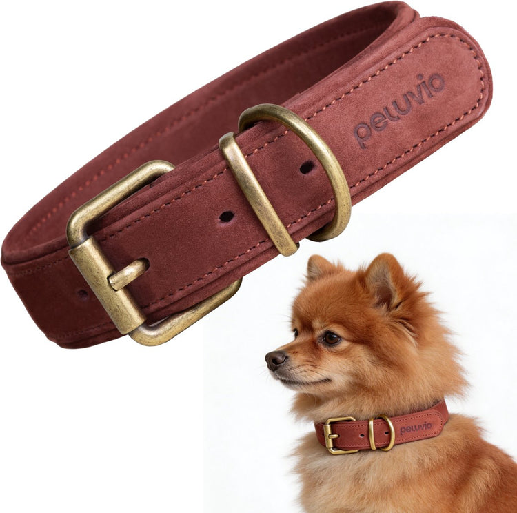 Peluvio rexor – collier pour chien en cuir – marron – xs-s 26,5-31 cm – 2,5 cm de large – collier réglable en cuir de vachette – boucle en cuivre – pour petits chiens et chiots