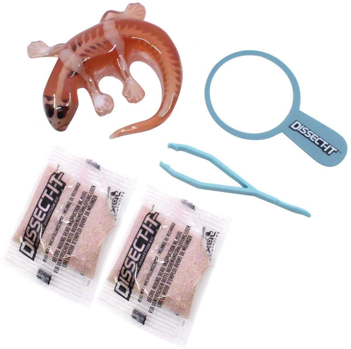 Disséquer-il dissèque une salamandre avec une loupe