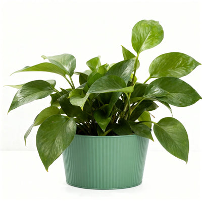 Pot de fleur Arti casa - 25 x 14 cm - cache-pot pour fleurs et plantes d'intérieur - vert