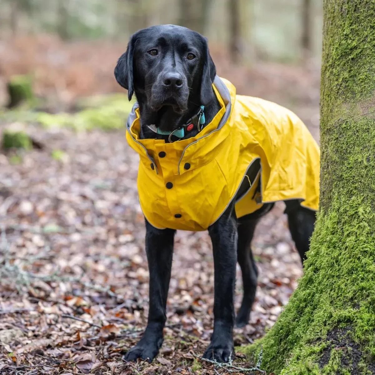 Rukka pets rukkapets - imperméable pour chien tendance - jaune - taille 50