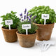 Étiquettes végétales Kinzo – marqueurs végétaux pour jardin et potager – 16 pièces – 15 cm – blanc