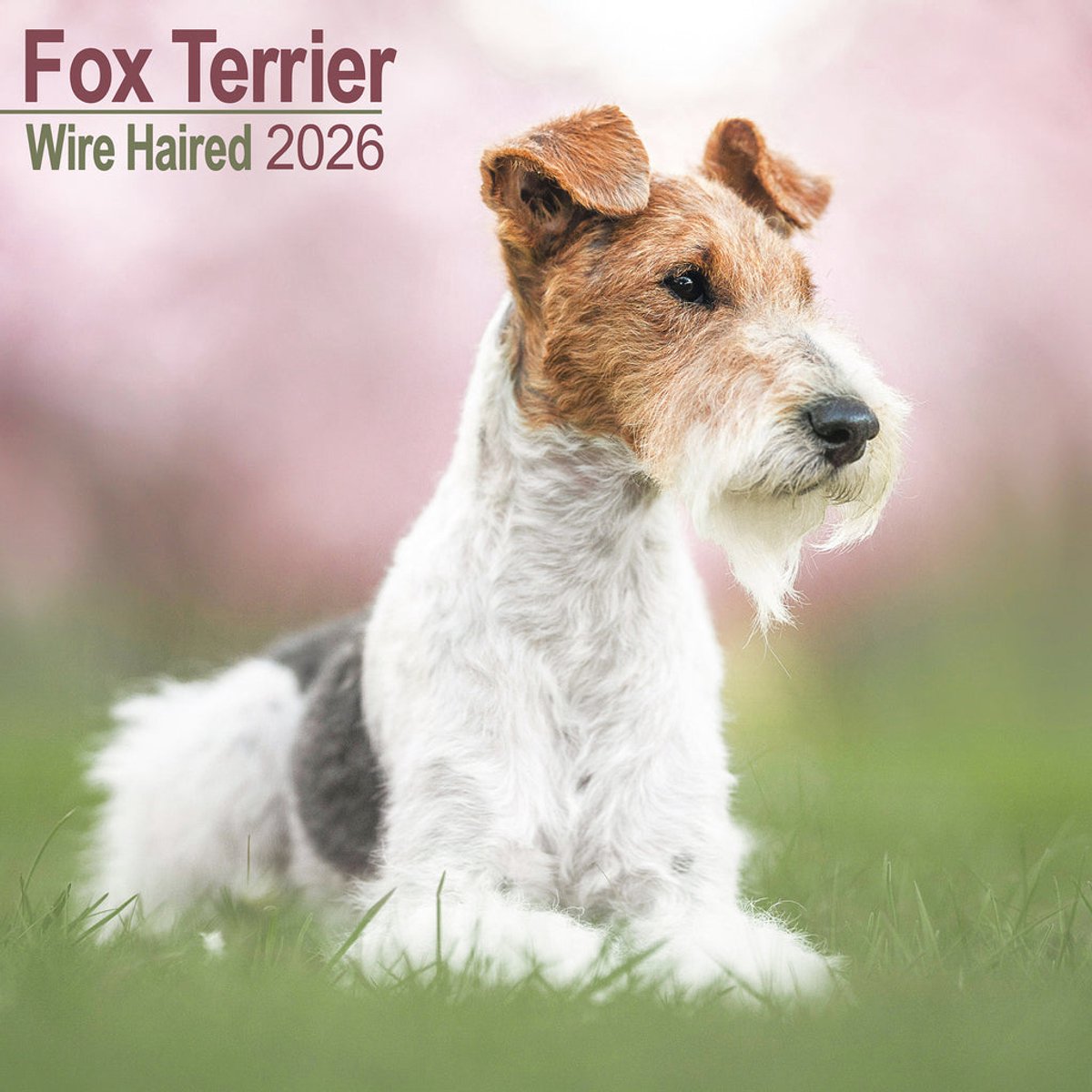 Calendrier 2026 Avonside fox terrier cheveux rugueux
