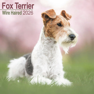 Calendrier 2026 Avonside fox terrier cheveux rugueux