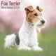 Calendrier 2026 Avonside fox terrier cheveux rugueux
