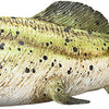 MOJO PRÉHISTOIRE Dunkleosteus 387374