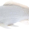 Mojo Seallife Koi Karper - Tancho Koi - 381101