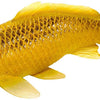 Mojo Seallife Koi Karper - Kin Matsuba Koi - 381105