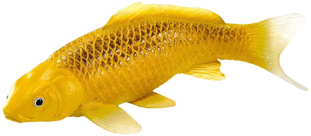 Mojo Seallife Koi Karper - Kin Matsuba Koi - 381105
