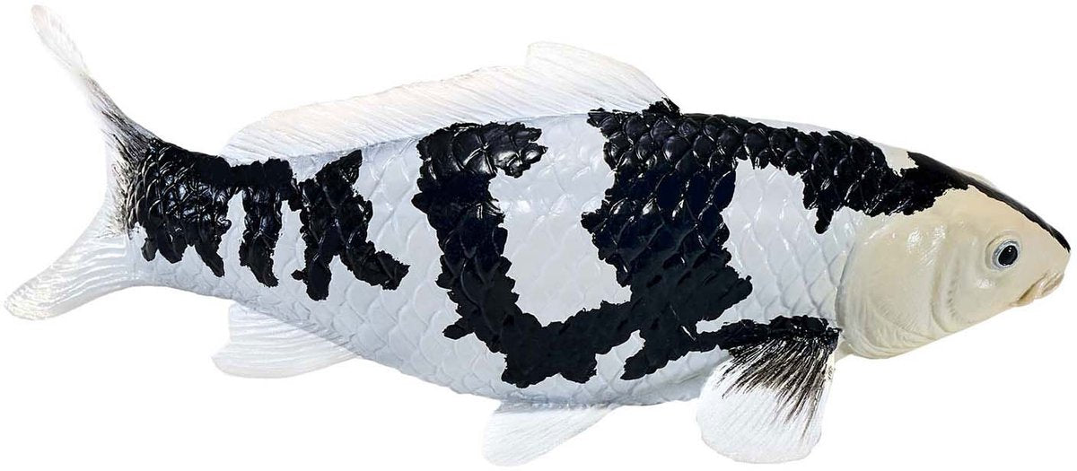 Mojo Seallife Koi Karper - Shiro Utsuri Koi - 381102