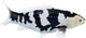 Mojo Seallife Koi Karper - Shiro Utsuri Koi - 381102