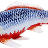 Mojo Seallife Koi Carp - Asagi Koi - 381100