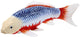 Mojo Seallife Koi Carp - Asagi Koi - 381100