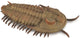 Figurine Collecta - redlichia rex trilobite - (l) - préhistoire - peinte à la main - miniature