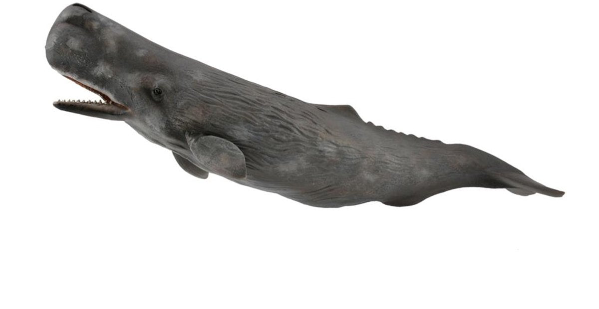 Figurine Collecta - cachalot - (xl) - animaux marins - peint à la main - miniature