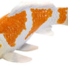 Mojo Seallife Koi Carp - Ochiba Shigure Koi - 381104