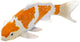 Mojo Seallife Koi Carp - Ochiba Shigure Koi - 381104