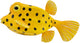 Figurine Collecta - poisson-coffre jaune - (s) - animaux marins - peint à la main - miniature