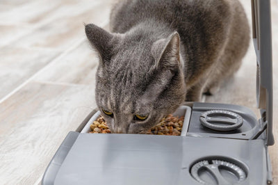 Sécurité des animaux