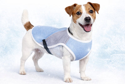 Flamingo Veste rafraîchissante pour chien - Gilet rafraîchissant pour chien - Gilet rafraîchissant pour chien - M - 35 cm - Gris bleu glacé - Gilet rafraîchissant pour chien avec effet absorbant l'eau