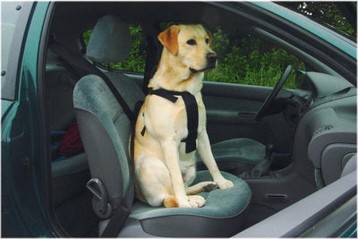 Beeztees ceinture de marche et de voiture - harnais pour chien - s