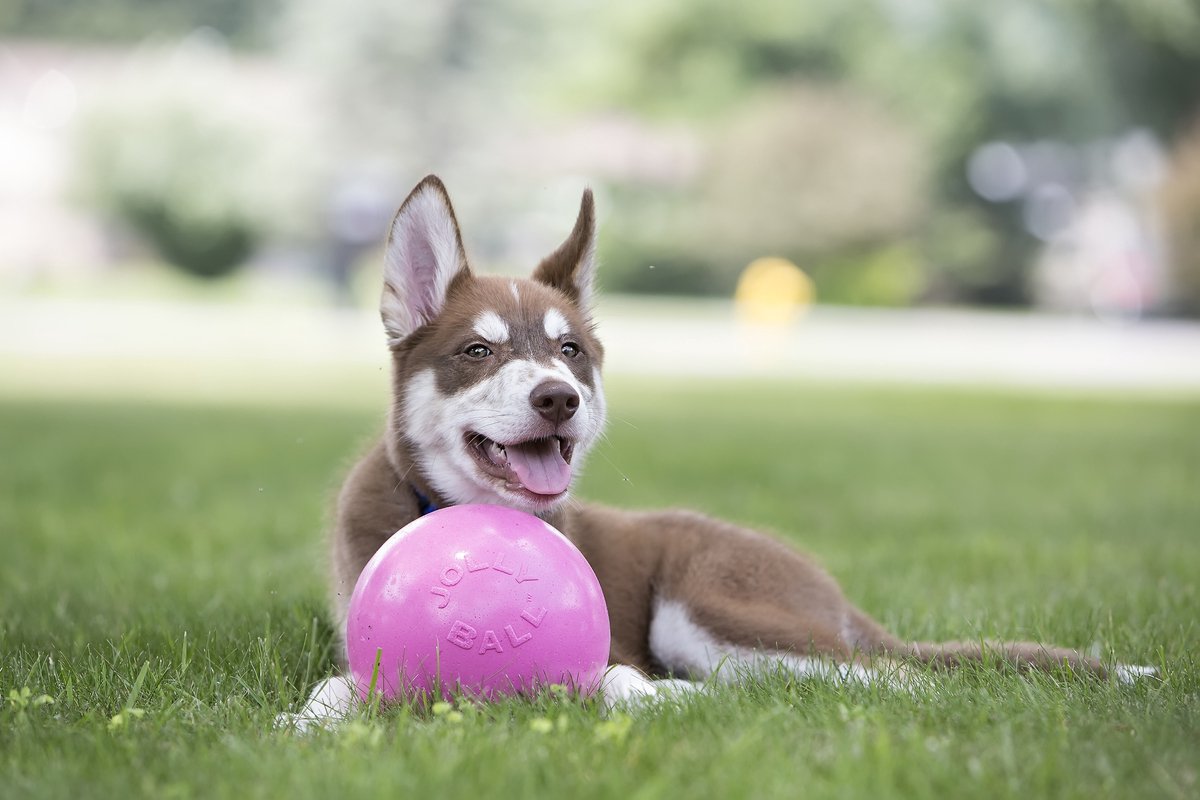 Jolly pets Jolly Ball Bounce-n Play - ø 20 cm - balle jouet pour chien au parfum de chewing-gum - la balle rebondissante parfaite - résistante aux morsures - rose