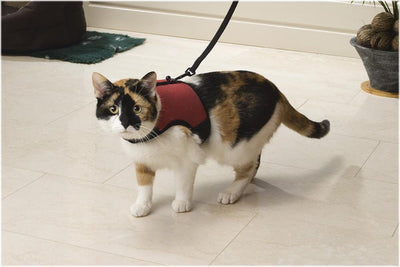 Beeztees harnais de marche confort - harnais pour chat