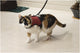 Beeztees harnais de marche confort - harnais pour chat