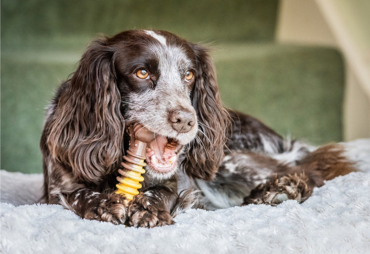 Nylabone