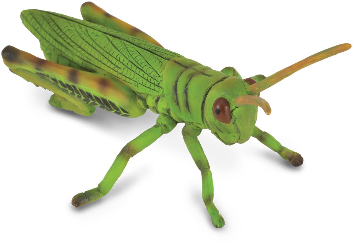 Figurine Collecta - sauterelle - (m) - insectes - peint à la main - miniature