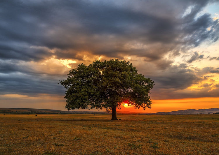 Profitez du puzzle puzzle feuilles éclipse - 1000 pièces en plastique.