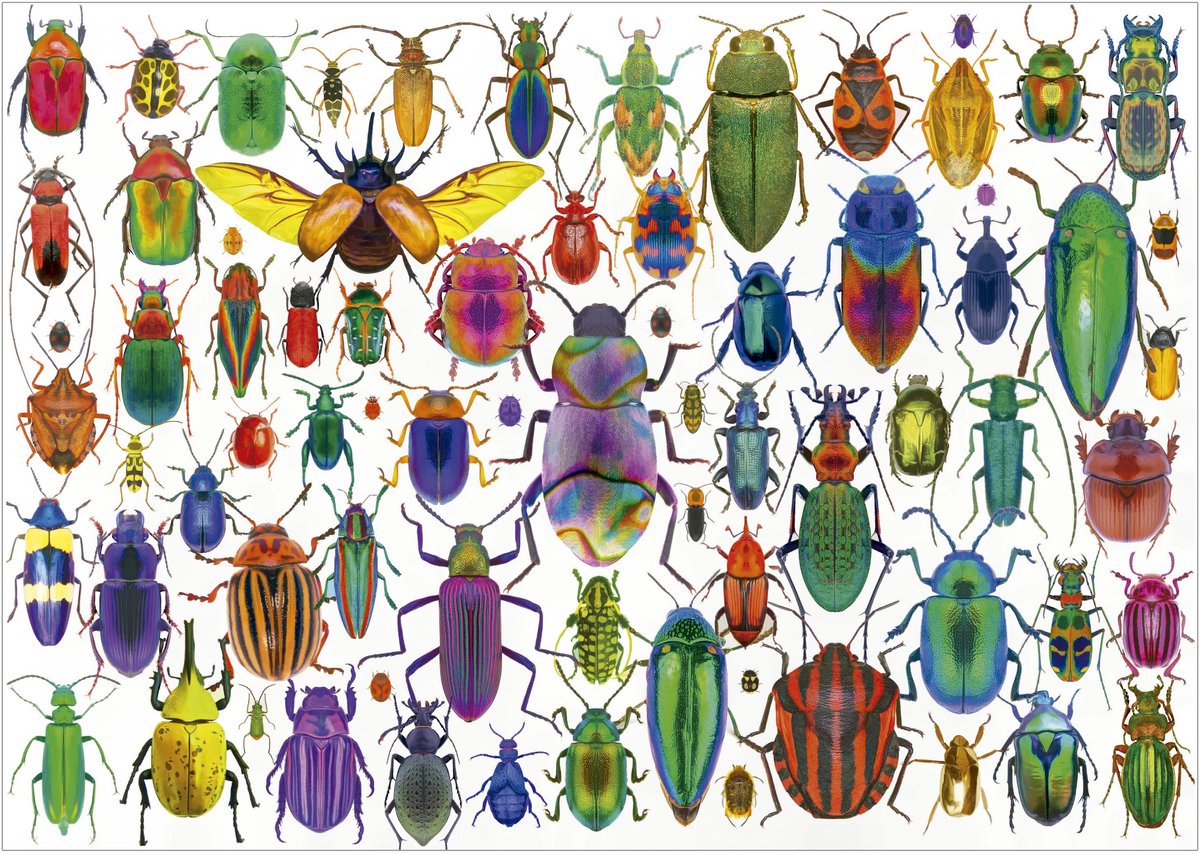 Educa puzzle coléoptères - Puzzle animaux 500 pièces adultes.